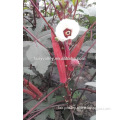 Hybrid okra seeds For Growing-East Red Sword